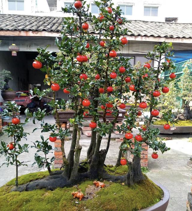 金彈子盆景批發(fā)基地哪里有，金彈子盆景基地批發(fā)價(jià)格？