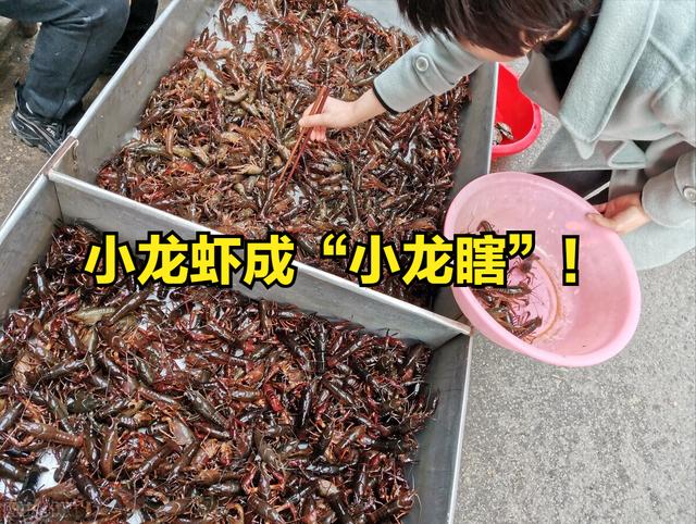 四川龍蝦價格，成品龍蝦批發(fā)價錢一斤？