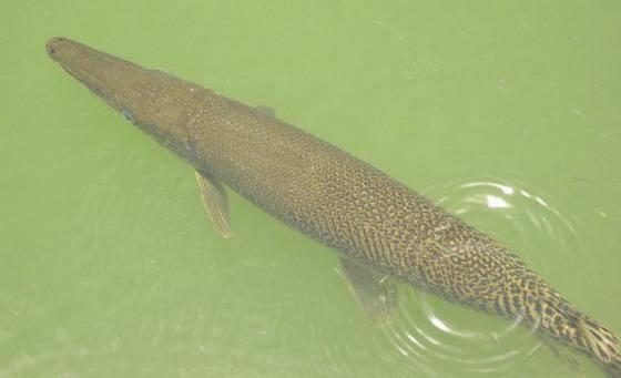 汕頭批發(fā)觀賞魚(yú)市場(chǎng)，汕頭賣魚(yú)去哪里批發(fā)？