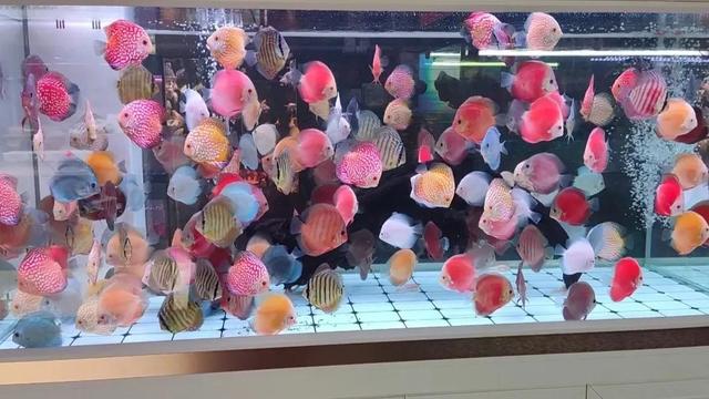 汕頭哪里賣(mài)觀賞魚(yú)，觀賞魚(yú)批發(fā)市場(chǎng)進(jìn)貨？
