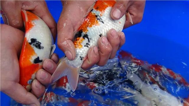 觀賞魚批發(fā)商該去哪里進(jìn)貨，汕頭淡水魚批發(fā)市場在哪？