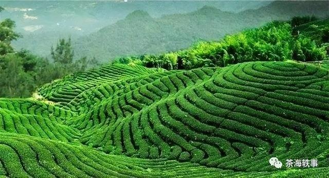 綠茶批發(fā)市場在哪里，綠茶批發(fā)市場在哪里最好？