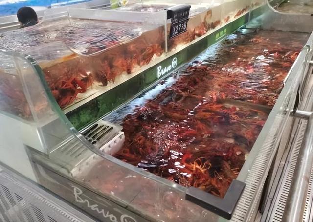 成都龍蝦多少錢一斤，龍蝦批發(fā)8一10元一斤？