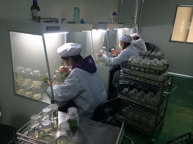 安丘草莓苗批發(fā)市場，廣州草莓苗批發(fā)市場？