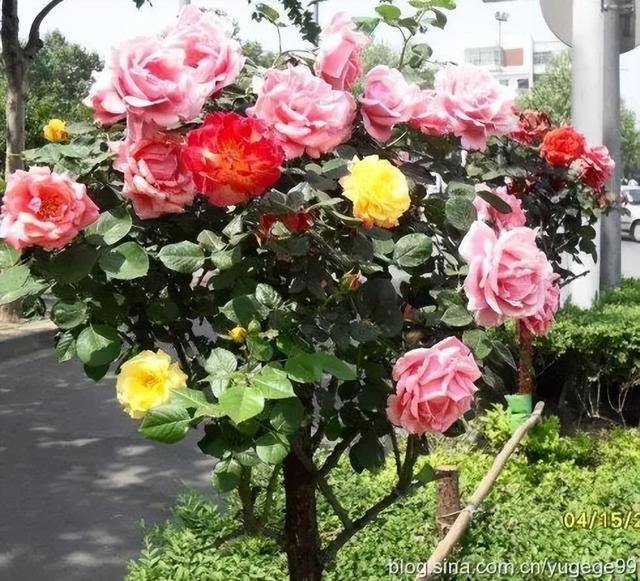 哪里批發(fā)月季苗桂林，桂林月季種植基地？