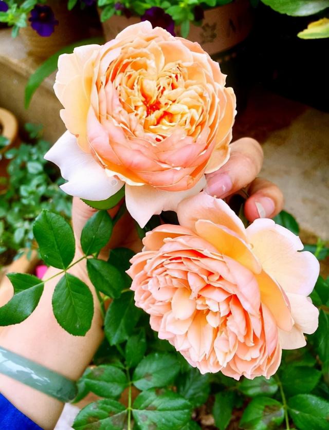 哪里有月季花苗批發(fā)的，哪里有月季花苗批發(fā)的地方？