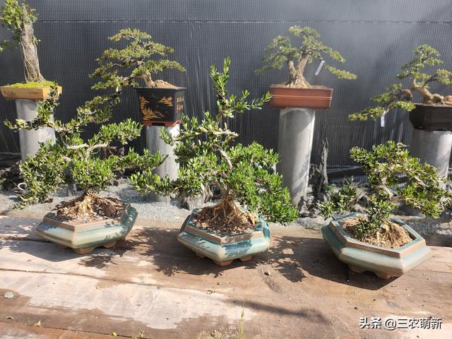 金彈子盆景批發(fā)市場，哪里有賣金彈子盆景？
