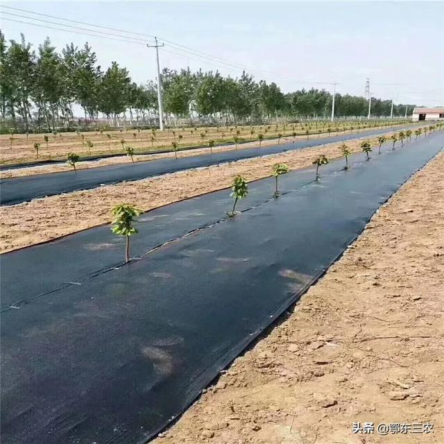 防草布批發(fā)廠家，防草布批發(fā)廠家電話？