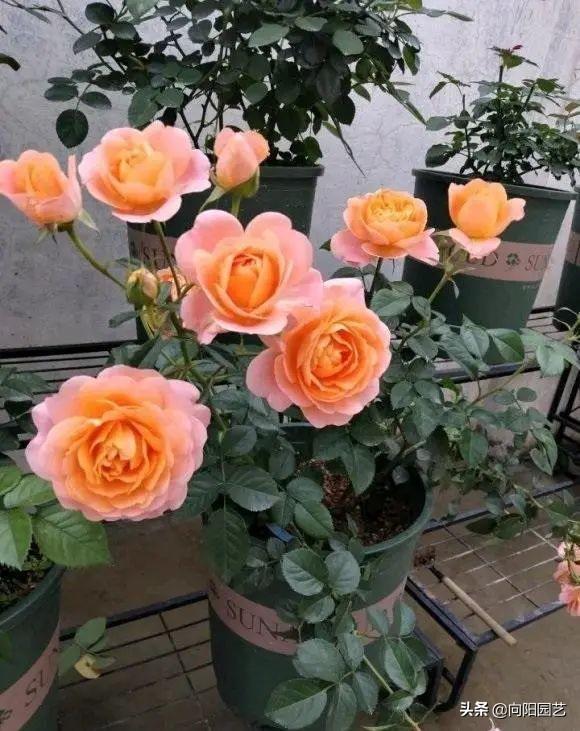 哪里有月季花苗批發(fā)的市場，哪里有月季花苗賣？