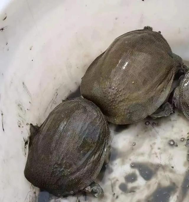甲魚綜合批發(fā)求購信息，甲魚綜合批發(fā)求購信息網(wǎng)？