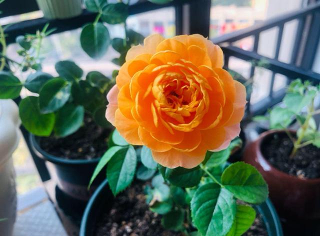 月季花種苗批發(fā)，月季花苗批發(fā)零售？