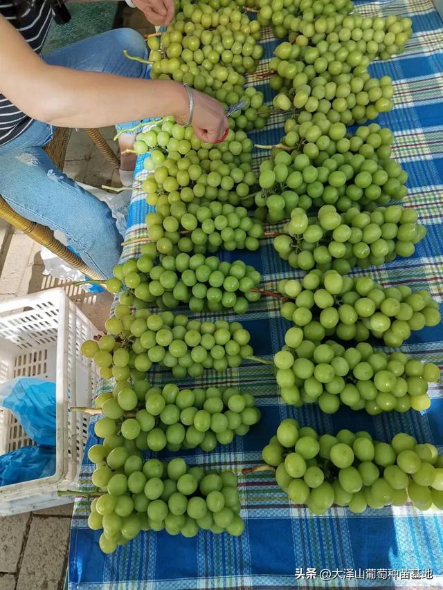 葡萄樹(shù)苗批發(fā)基地，新品種葡萄苗批發(fā)基地？