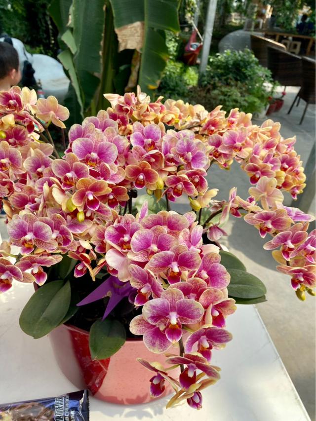 批發(fā)花卉去哪里進(jìn)貨，批發(fā)花卉去哪里進(jìn)貨北京？