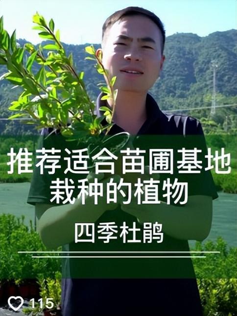 哪里批發(fā)月季苗最便宜，哪里批發(fā)月季苗最便宜的？