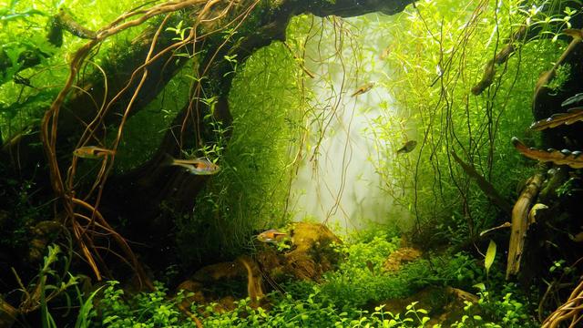 大型魚缸批發(fā)市場，觀賞魚魚缸批發(fā)最便宜？