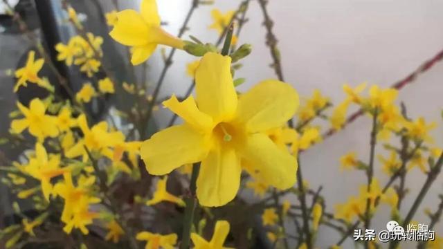 黑膏藥批發(fā)膏藥加工，黑膏藥批發(fā)膏藥加工0320？