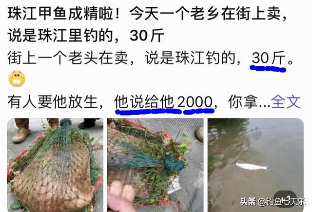 甲魚批發(fā)網(wǎng)，甲魚批發(fā)商？