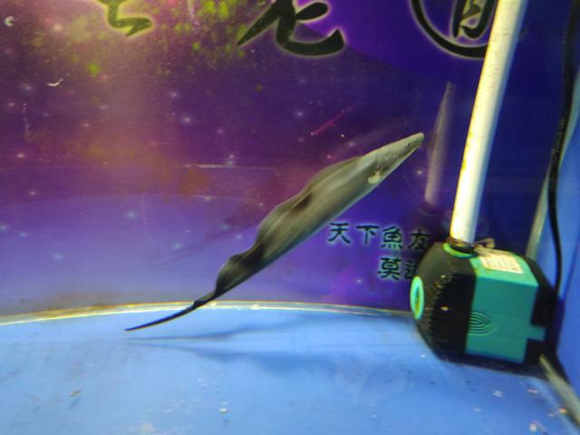 觀賞魚魚缸批發(fā)市場，觀賞魚缸批發(fā)價格？