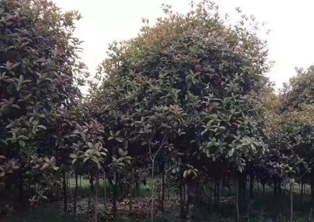 園林綠化樹苗批發(fā)價(jià)格，園林綠化樹苗批發(fā)價(jià)格表？