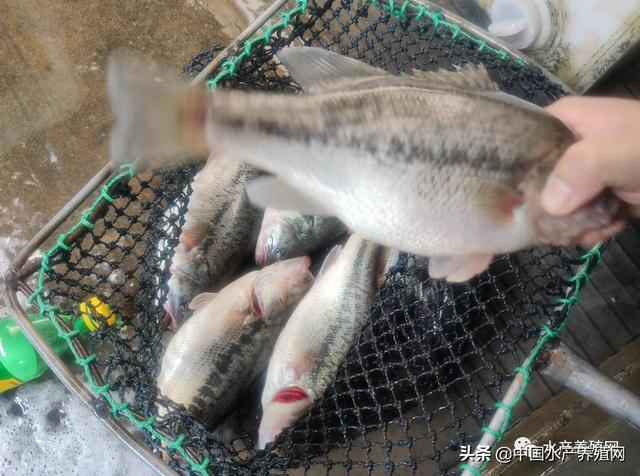 本地魚苗批發(fā)在哪里進(jìn)貨，本地魚苗批發(fā)在哪里進(jìn)貨的？