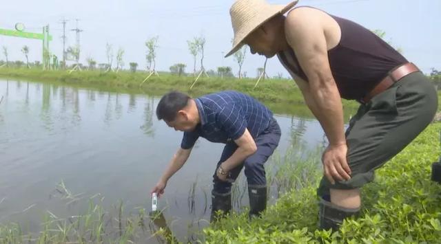 龍蝦苗批發(fā)蝦苗基地，蝦苗批發(fā)價(jià)格？