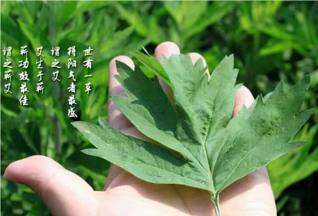 批發(fā)艾條，批發(fā)艾條廠家？