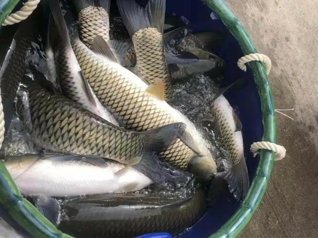 本地魚苗批發(fā)在哪里進(jìn)貨好，本地魚苗批發(fā)在哪里進(jìn)貨便宜？