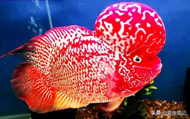 觀賞魚魚缸批發(fā)市場(chǎng)，觀賞魚缸批發(fā)價(jià)格？