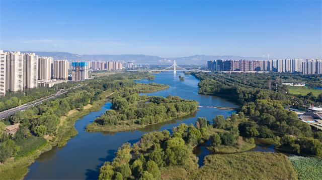 月季苗批發(fā)基地，月季種苗基地？