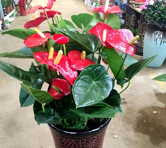 假花仿真花批發(fā)市場，西安假花仿真花批發(fā)市場？