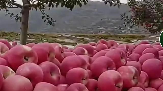 油鋸批發(fā)商，油鋸生產(chǎn)廠家？