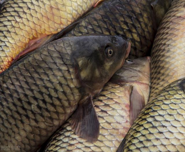 魚苗去哪里批發(fā)，附近哪有魚苗批發(fā)的？