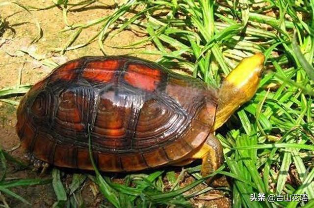 甲魚批發(fā)哪里最便宜，甲魚批發(fā)哪里最便宜浙江省？