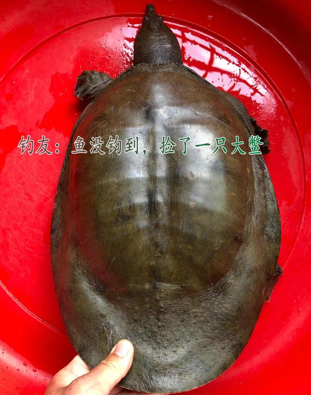 甲魚哪里買的最好，甲魚批發(fā)價多少錢一只？