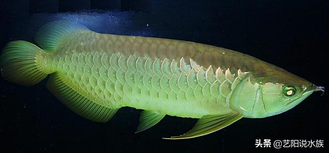 龍魚苗多少錢，龍魚魚苗哪里批發(fā)？