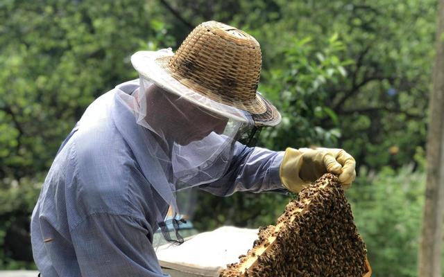蜂箱批發(fā)30元兩頭開蜂箱多少錢，買蜂箱價格買蜂箱批發(fā)？