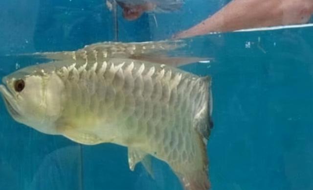 龍魚苗多少錢一條，龍魚幼苗多少錢一條？