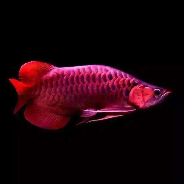 龍魚魚苗批發(fā)600一條，龍魚魚苗批發(fā)600一條多少錢？