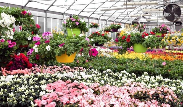 塑料花盆批發(fā)價(jià)格最低，哪有批發(fā)塑料花盆的？