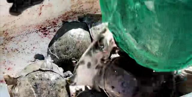 甲魚一般哪里有賣，甲魚批發(fā)多少錢一斤？