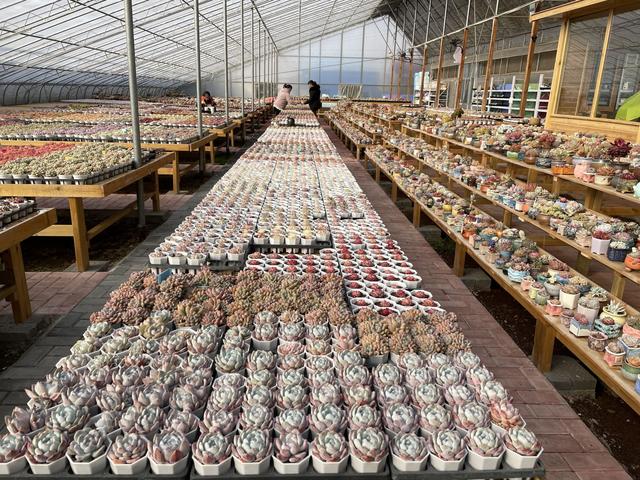 徐州花卉綠植批發(fā)基地，徐州花卉綠植批發(fā)基地營(yíng)業(yè)時(shí)間？