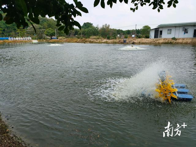 活魚批發(fā)從哪里進(jìn)貨便宜，活魚批發(fā)從哪里進(jìn)貨便宜江蘇省？