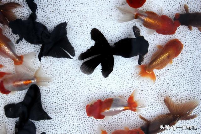 新手開水族店怎么進(jìn)貨視頻，新手開水族店怎么進(jìn)貨視頻教程？