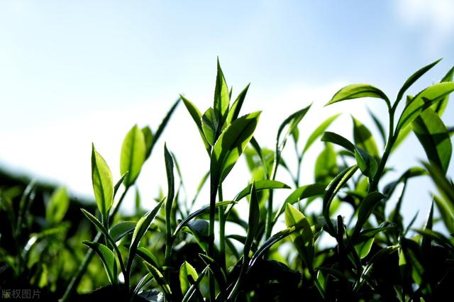 茶葉批發(fā)的進(jìn)貨渠道最便宜的地方在哪里，茶葉批發(fā)的進(jìn)貨渠道最便宜的地方是哪里？