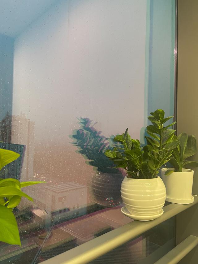 金代理的秘密半血族_第一季__啵樂(lè)_-_腐味滿滿，金代理的秘密又名半血族啵樂(lè)？
