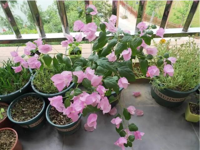 廣州花卉批發(fā)市場(chǎng)進(jìn)貨渠道，廣州花卉批發(fā)市場(chǎng)進(jìn)貨渠道有哪些？