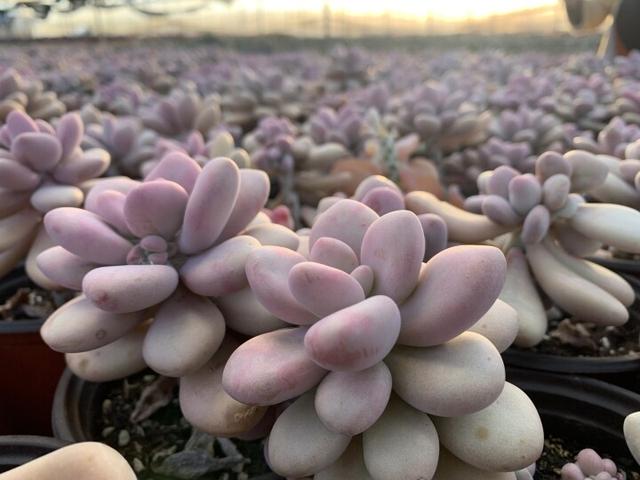 附近綠植批發(fā)基地，附近綠植批發(fā)基地在哪里？