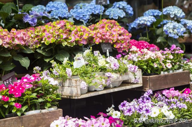 附近綠植批發(fā)基地電話，綠植批發(fā)基地在哪？