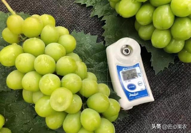 果樹(shù)苗批發(fā)基地三年苗各種苗大全價(jià)格，果樹(shù)苗批發(fā)基地三年苗各種苗大全櫻花？