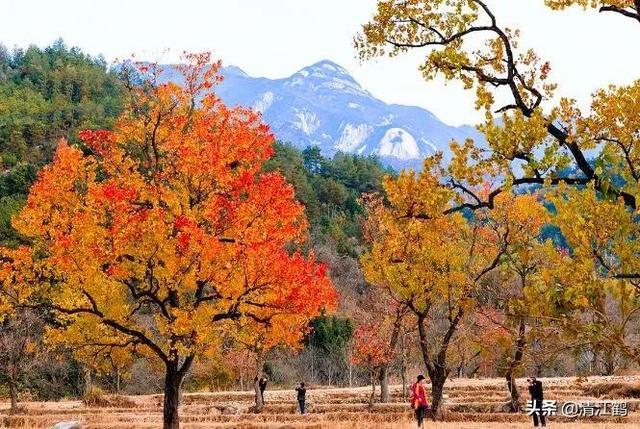 果樹苗批發(fā)基地三年苗各種苗大全，果樹苗批發(fā)基地三年苗各種苗大全車厘子？